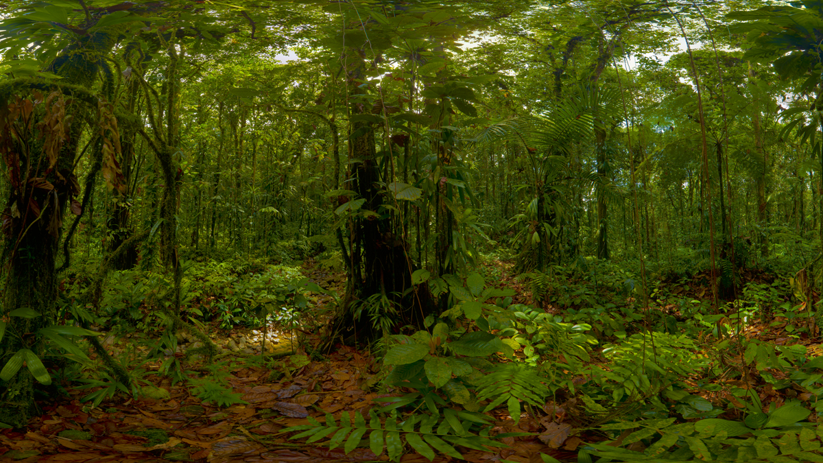 Guadeloupe Regenwald